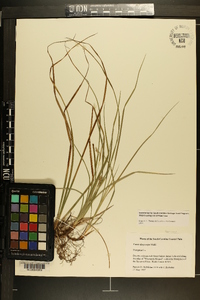 Carex dasycarpa image