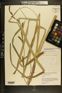 Carex hyalinolepis image