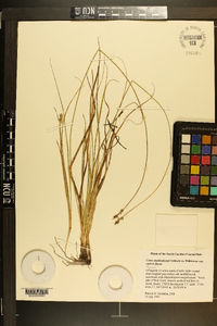 Carex muehlenbergii var. enervis image