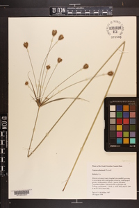 Cyperus plukenetii image