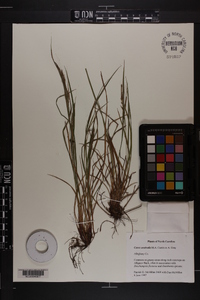 Carex aestivalis image