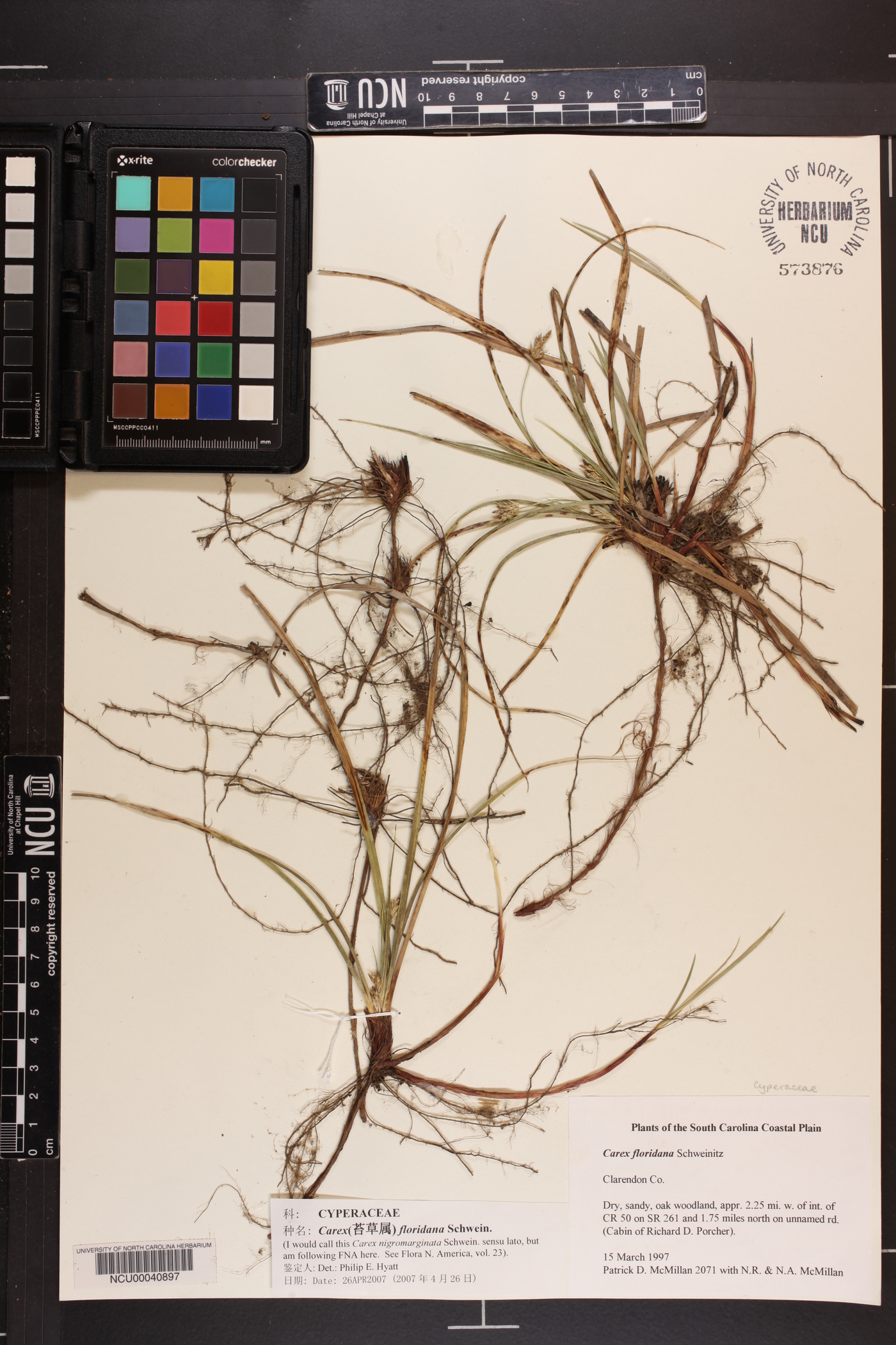 Carex floridana image