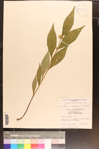 Solidago flaccidifolia image