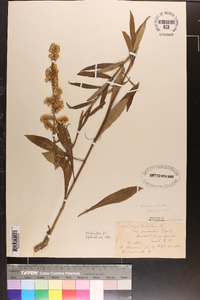 Solidago hispida image