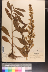 Solidago hispida image