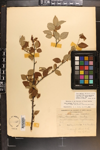 Ilex ambigua image