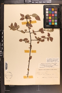 Ilex ambigua image