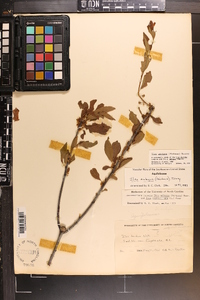 Ilex ambigua image