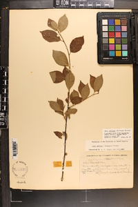 Ilex ambigua image