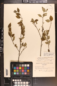 Ilex ambigua image