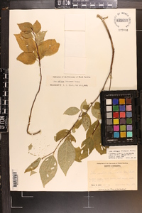 Ilex ambigua image