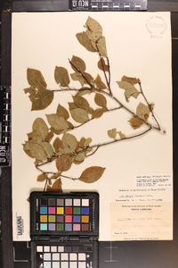 Ilex ambigua image