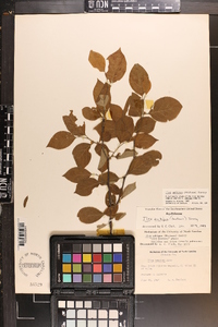 Ilex ambigua image