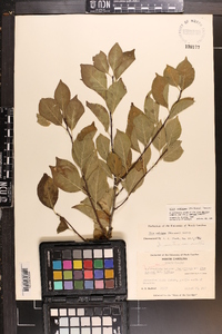 Ilex ambigua image