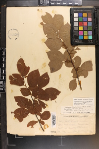 Ilex ambigua image