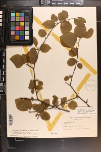 Ilex ambigua image