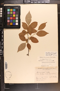 Ilex ambigua image