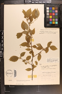 Ilex ambigua image