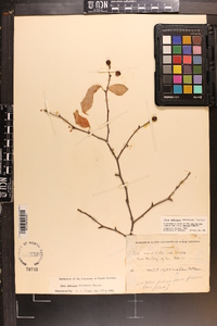 Ilex ambigua image