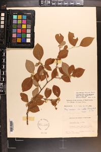 Ilex ambigua image