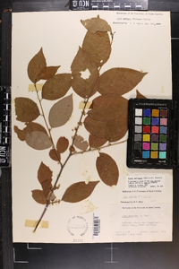 Ilex ambigua image