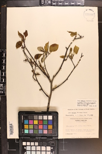 Ilex ambigua image