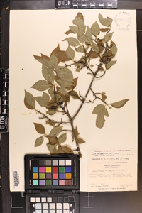 Ilex ambigua image