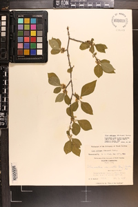 Ilex ambigua image