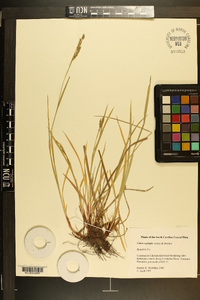 Carex oxylepis image