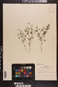 Polygala verticillata image