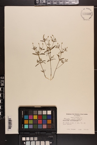 Polygala verticillata image