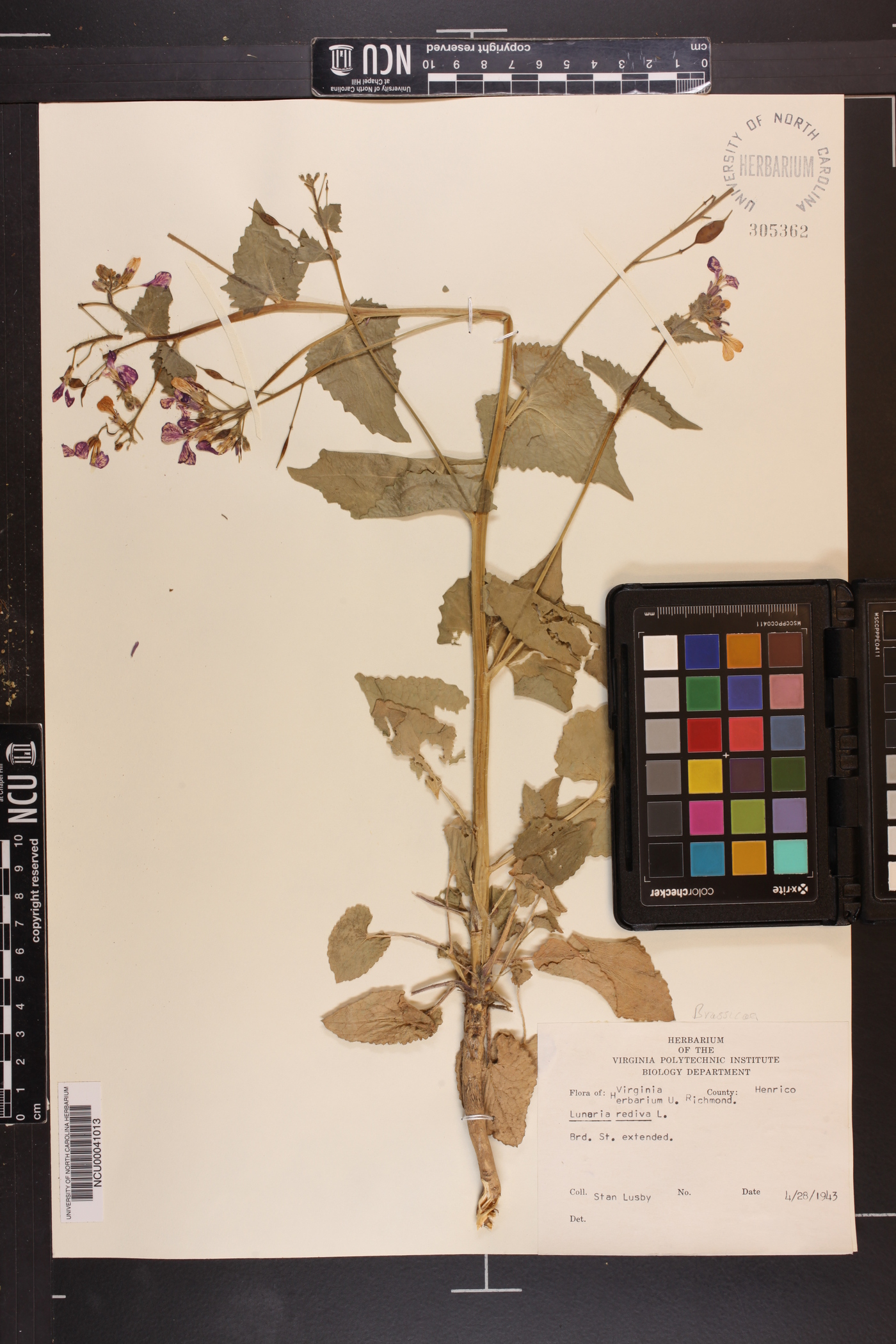 Lunaria rediviva image