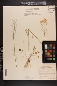 Cardamine pratensis image