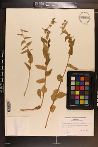 Tragia urticifolia image