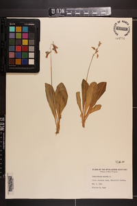 Dodecatheon meadia image