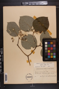 Cornus rugosa image