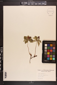 Cornus canadensis image