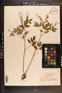 Phacelia bipinnatifida image