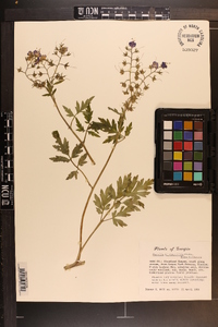 Phacelia bipinnatifida image