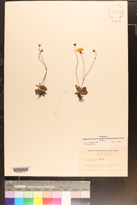 Pinguicula lutea image