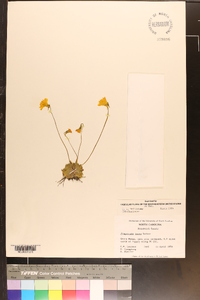 Pinguicula lutea image