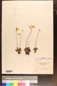 Pinguicula lutea image