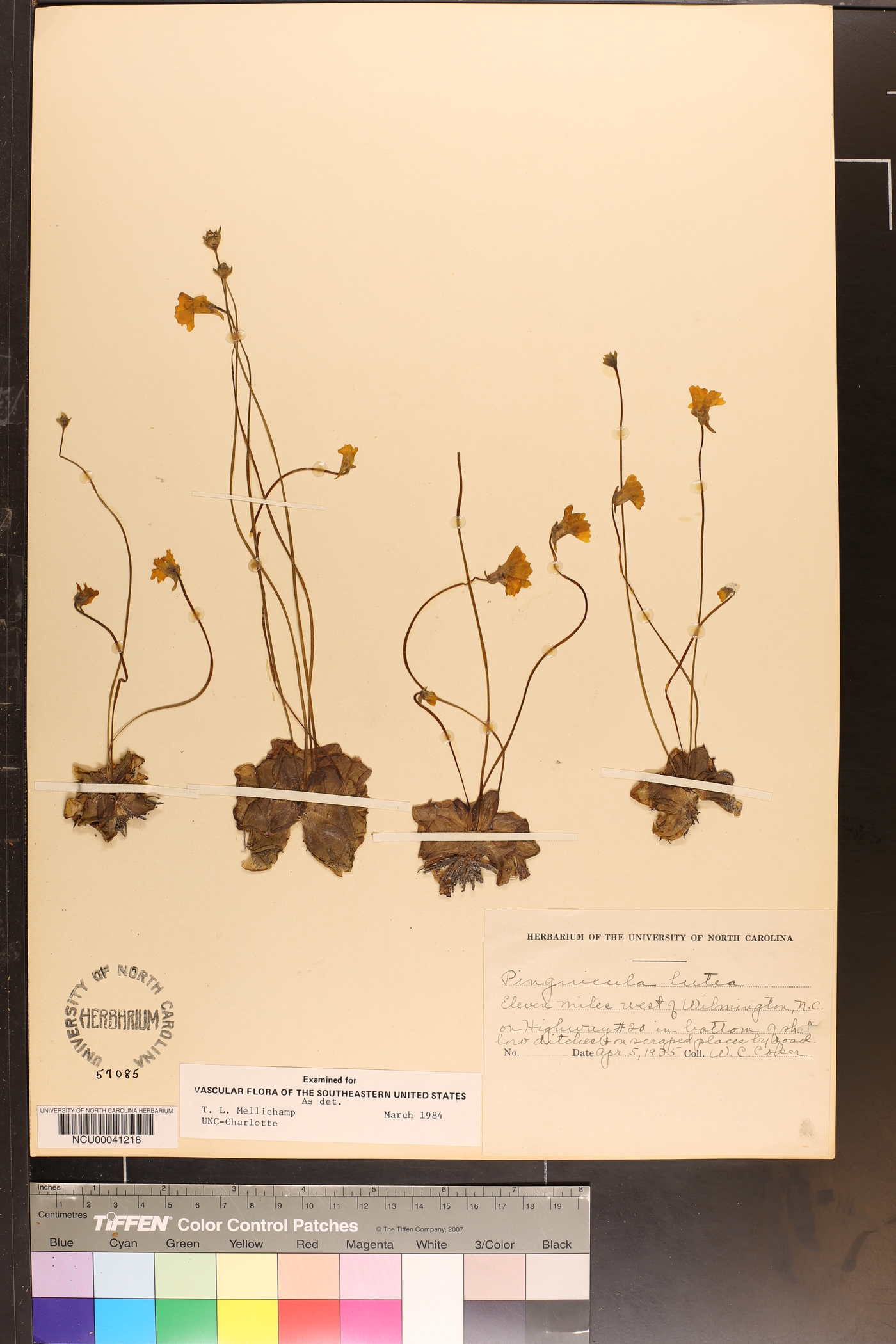 Pinguicula lutea image