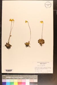 Pinguicula lutea image