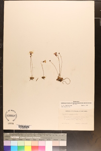 Pinguicula pumila image