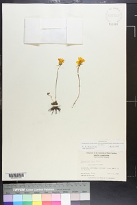 Pinguicula lutea image