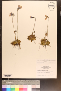 Pinguicula caerulea image