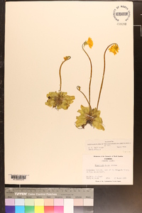 Pinguicula lutea image