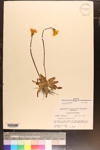 Pinguicula lutea image