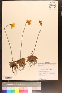 Pinguicula lutea image